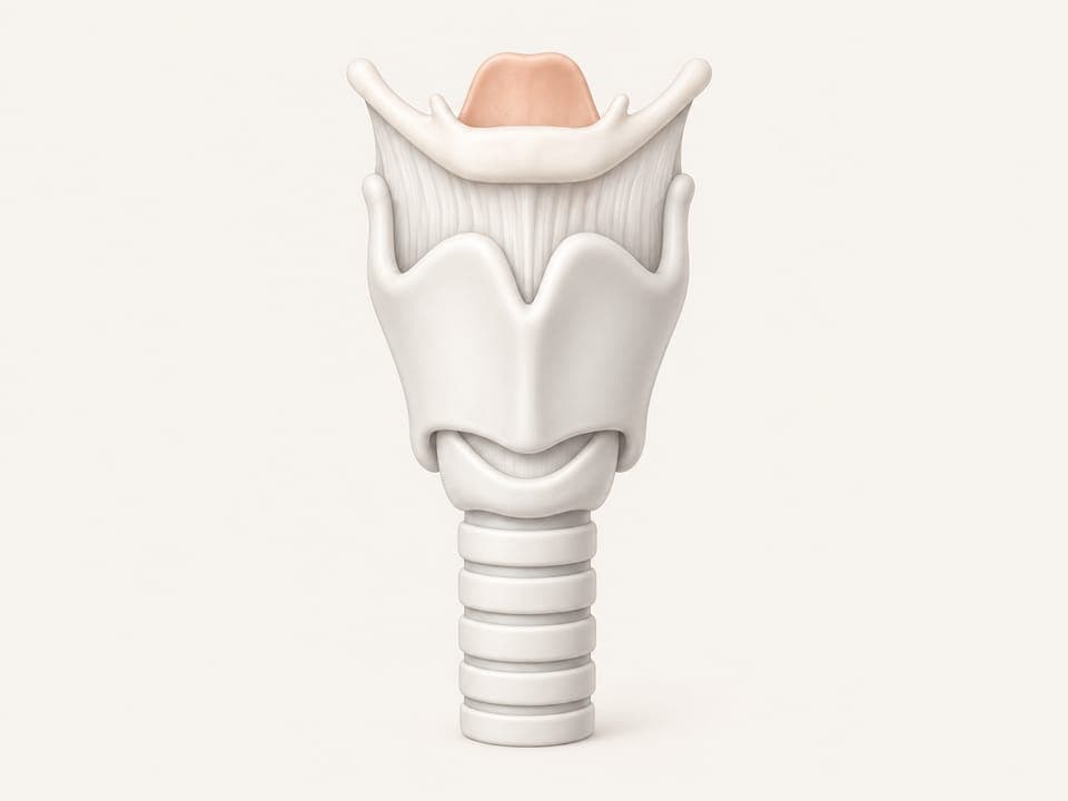 Medical illustration of the larynx (voice box) seen from the front, showing the hyoid bone, epiglottis, thyroid cartilage, and upper tracheal rings